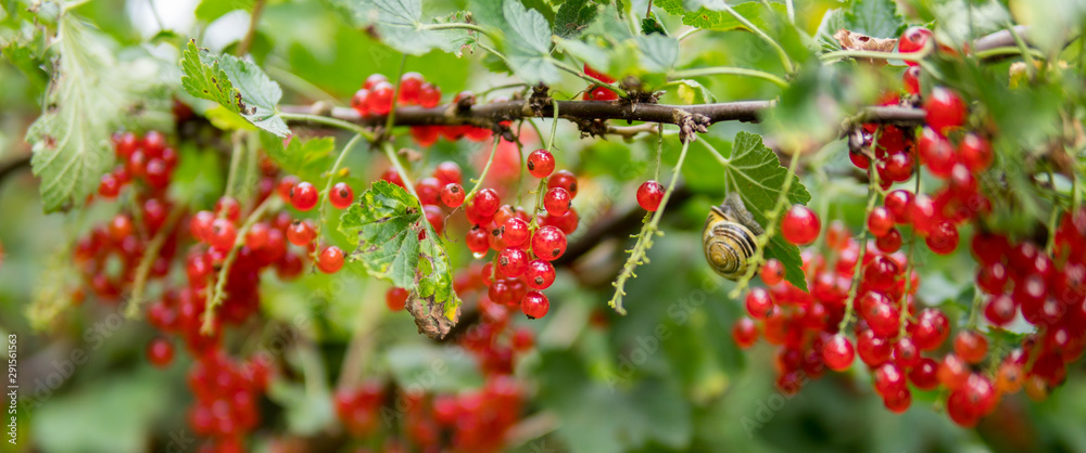 red currant red currant