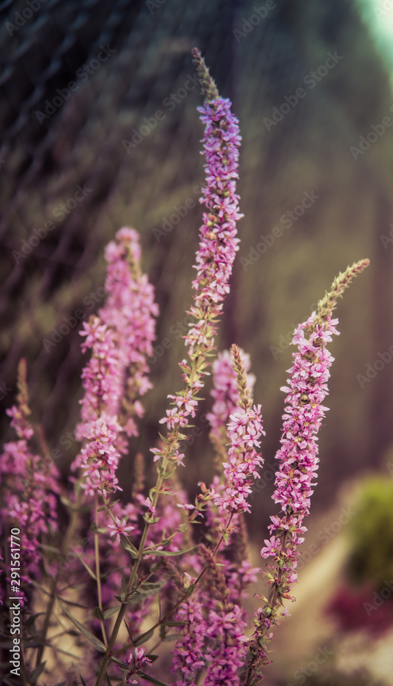 Fototapeta premium purple flowers in a garden