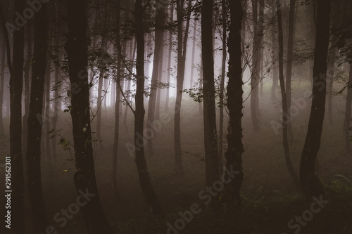 Wald am Morgen mit aufsteigendem Nebel