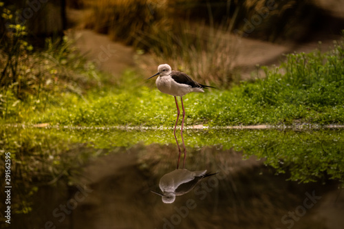 White bird in water
