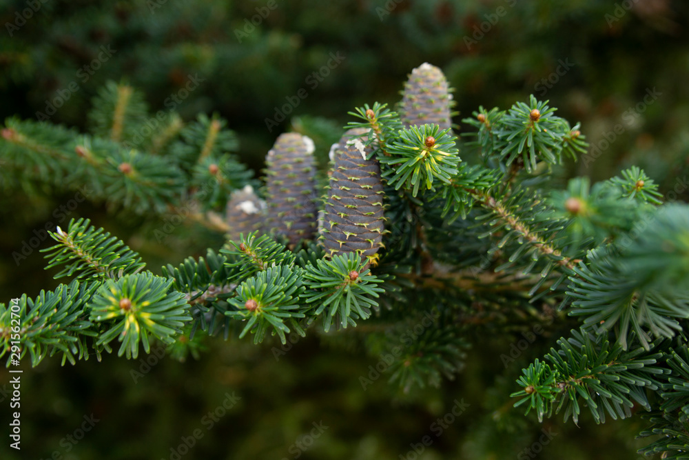 Spruce branch with young blue cones and green spruce needles on a blurred background of green garden. Selective focus. Nature concept for design. Google Переводчик