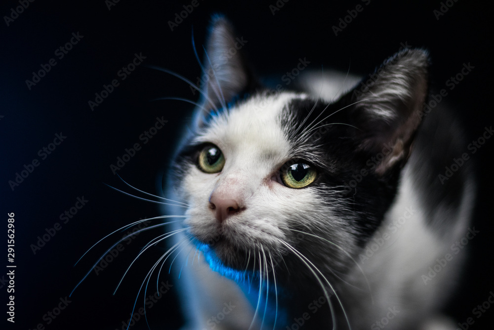 Portrait of a cat Portrait of a cat