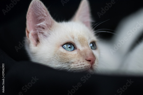 Blue eyes cat