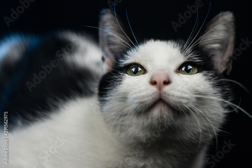 Cat on black background