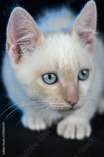 White cat