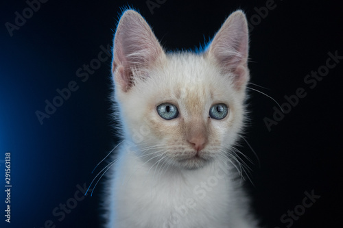 Baby cat