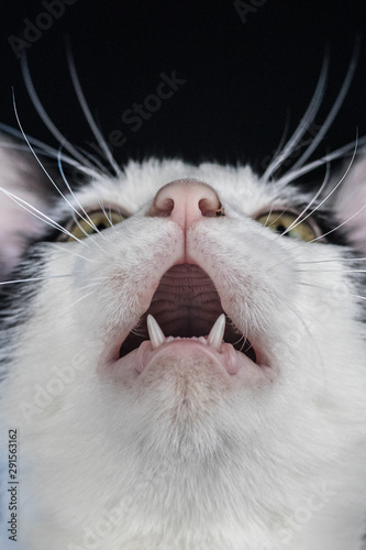 Sleeping cat