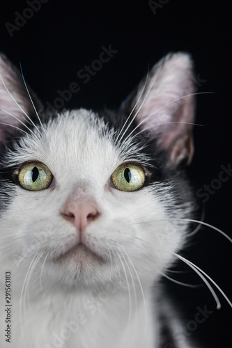 Black and white cat