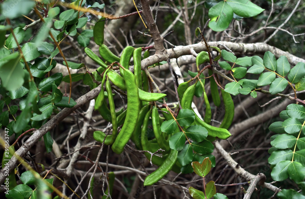 Fototapeta premium Carob branch with green young fruits. Healthy eating