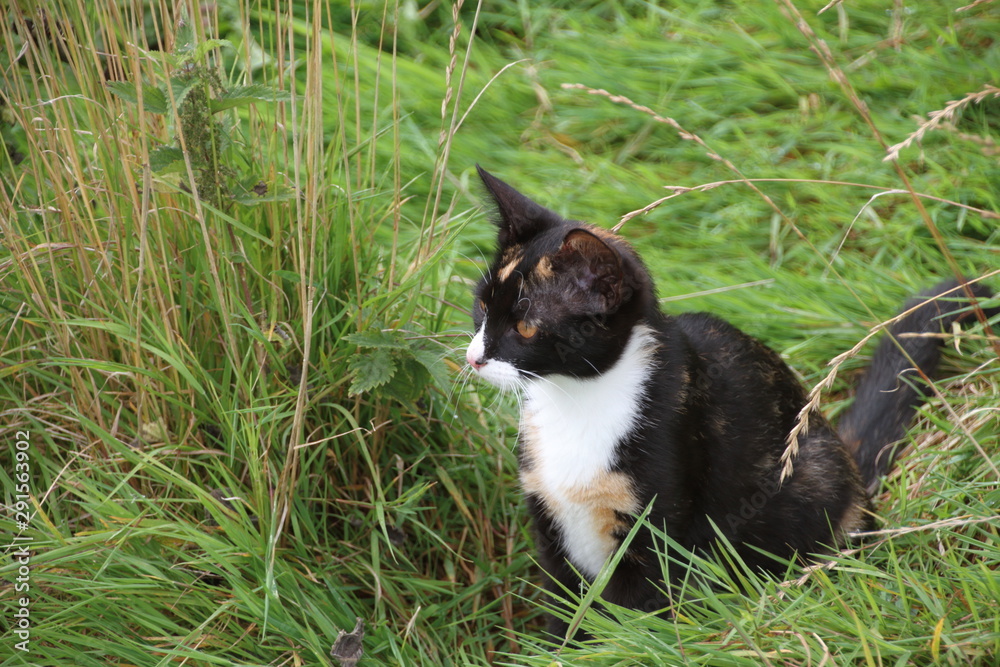 Junge Katze auf der Wiese