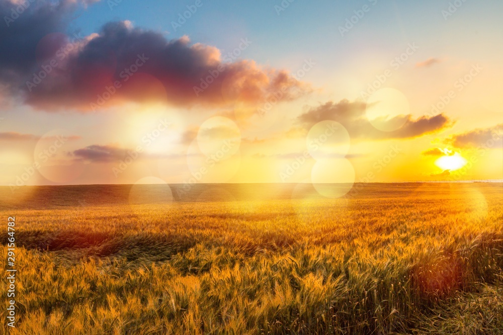 Sun Shining over Golden Barley / Wheat Field at Dawn / Sunset - obrazy, fototapety, plakaty 