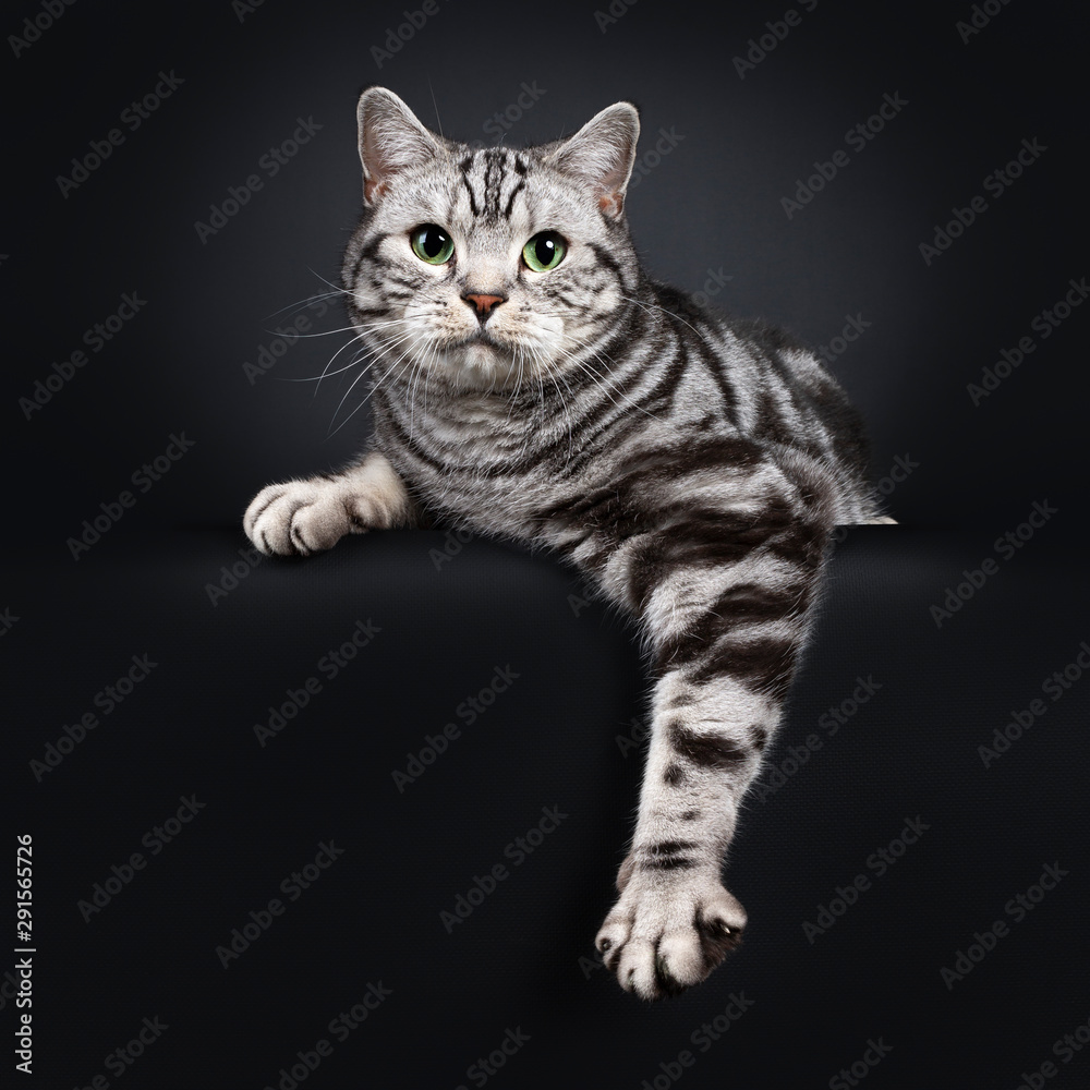 Handsome silver tabby British Shorthair cat, laying down facing front. Looking at lens with mesmerizing green eyes. Isolated on black background. One paw hanging relaxed down from edge.