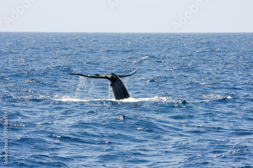 Sri Lanka - Baleine © Didier