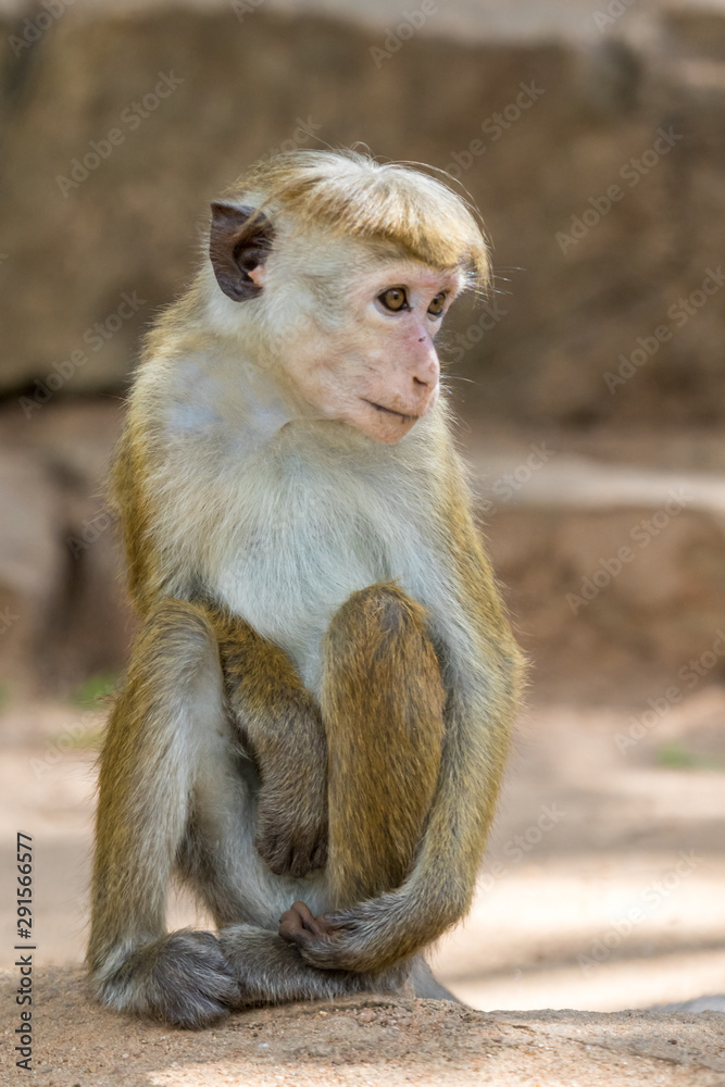 Obraz premium Sri lanka - Singes