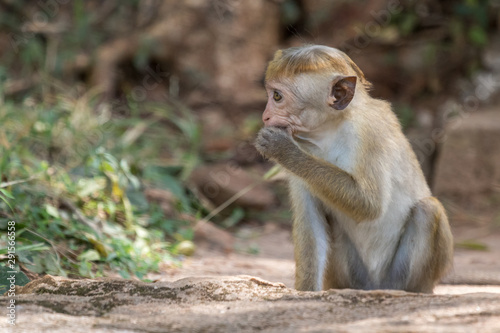 Sri lanka - Singes