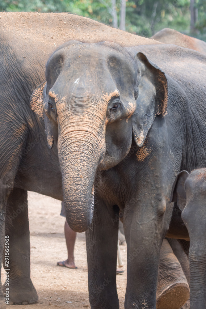 Fototapeta premium Sri Lanka - Elephants