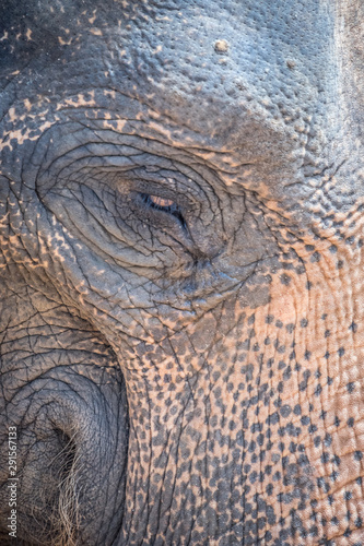 Sri Lanka - Elephants