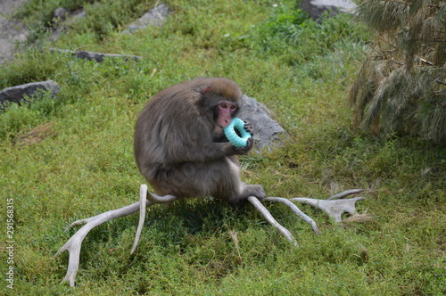 Snow monkey in the outdoors