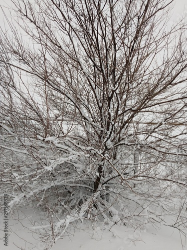 tree in snow