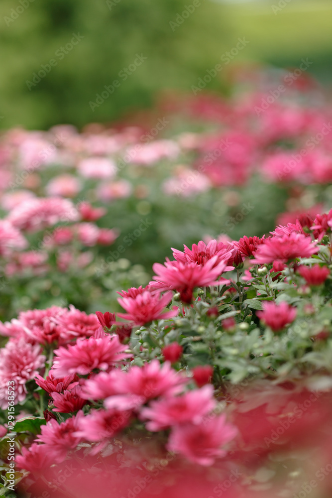 Obraz premium Pink chrysanthemum flowers. Close-up. Street shooting.