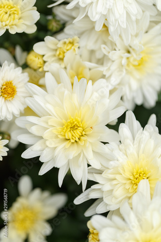 White pink chrysanthemums. Close-up. Street shooting.