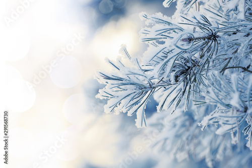 Snowy blue spruce closeup on blurred background © Elena Fetisova