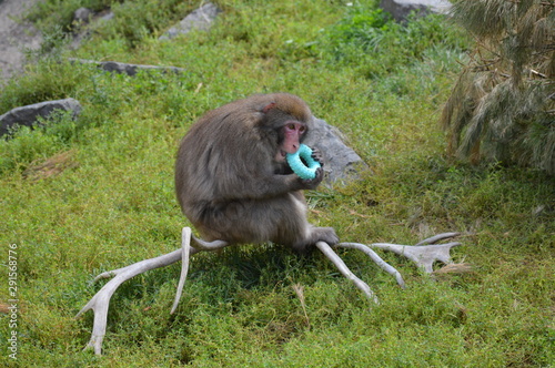 Snow monkey in the outdoors