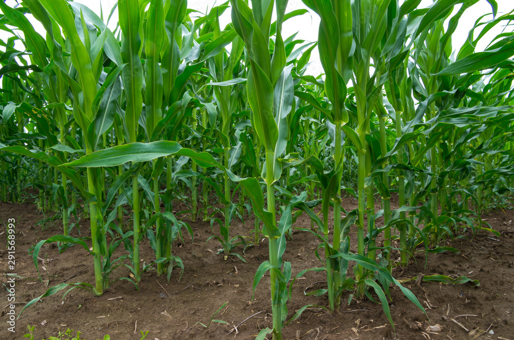 Rows of young corn plants. Maize plants on a fertile field. Rows of young corn plants. Maize plants on a fertile field.