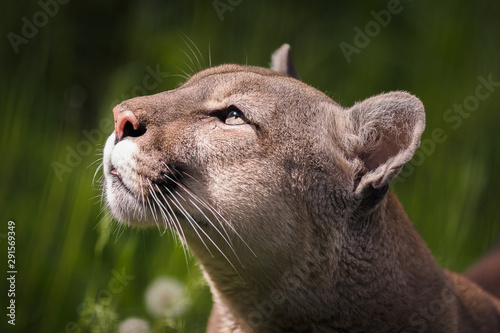 The cougar (Puma concolor), catamount, mountain lion, panther, puma