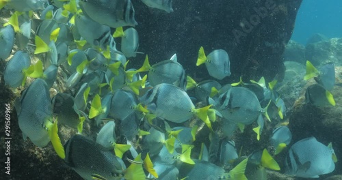 School of Cortez rainbow wrasse and Yellowtail surgeonfish on the reefs of the sea of cortez, Mexico. photo
