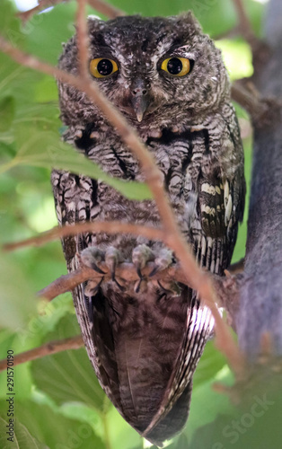A Screech Owl Hiding on its Roost During Daylight