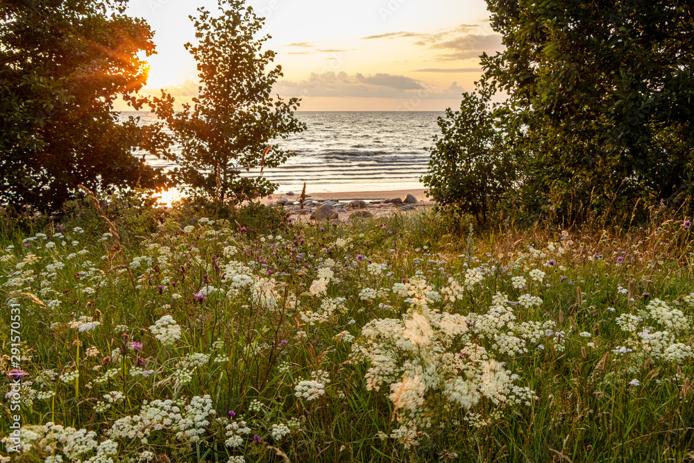 Fototapeta premium Exquisite seaside view with meadow, wildflowers and trees at the Baltic sea in sunset hour in summer in Latvia