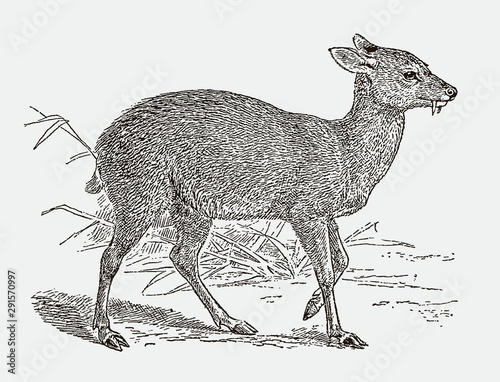 Threatened Siberian musk deer moschus moschiferus, after engraving from 19th century