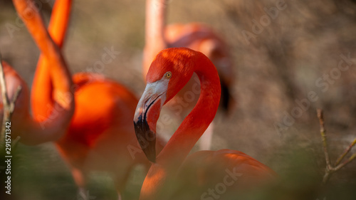 Flamingo