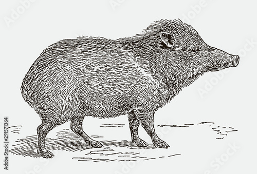 Collared peccary, pecari tajacu in side view. Illustration after an engraving from the 19th century photo