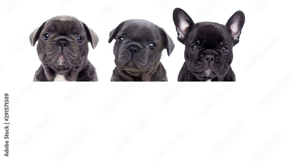 group of bulldog puppies looking