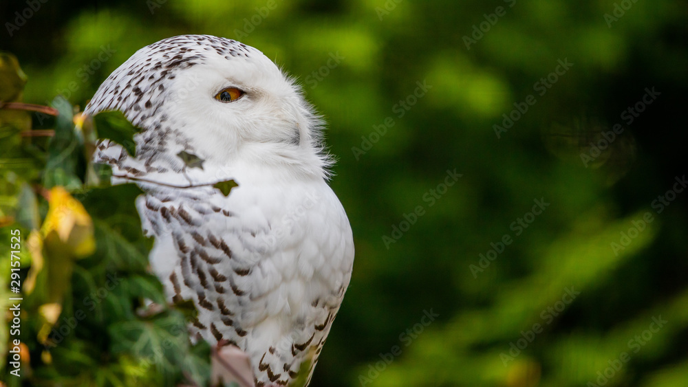 Obraz premium Owl