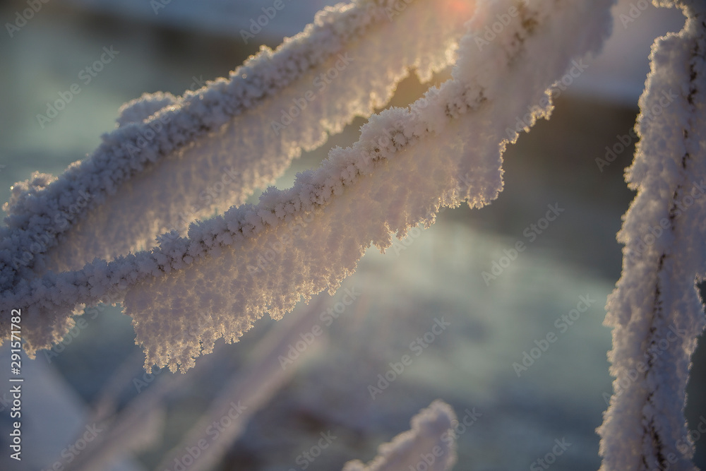 Fototapeta premium winter grass on a background of pound