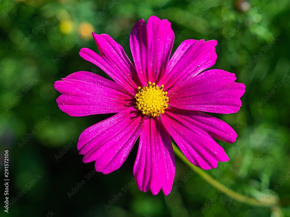 pink flower pink flower