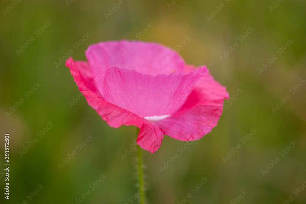 Obraz premium Poppy Pink Petals