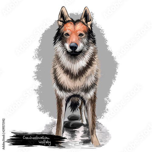 Czechoslovakian Wolfdog, Czechoslovakian Vlcak dog digital art illustration isolated on white background. Slovak Republic origin herding dog. Cute pet hand drawn portrait. Graphic clip art design. photo