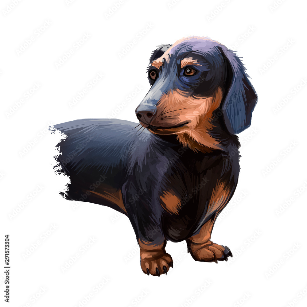 Dachshund Weenie Dog Teckel badger dog digital art illustration