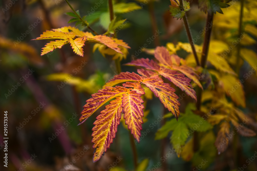 Allphotokz Autumn 20180922 4716 D810 Allphotokz Autumn 20180922 4716 D810