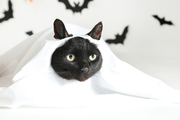 Black cat in white halloween costume