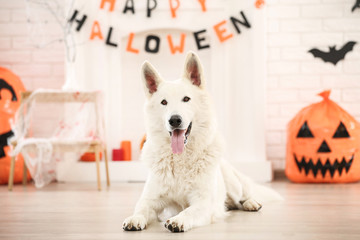 Swiss shepherd dog with halloween decorations lying at home