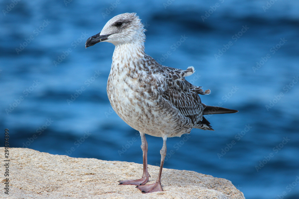 European herring gull chick (Silbermöwe, Larus argentatus) European herring gull chick (Silbermöwe, Larus argentatus)
