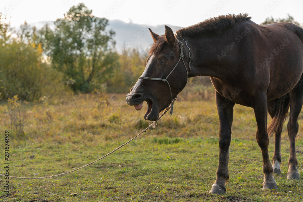 Fototapeta premium Horse laughing while standing in a meadow