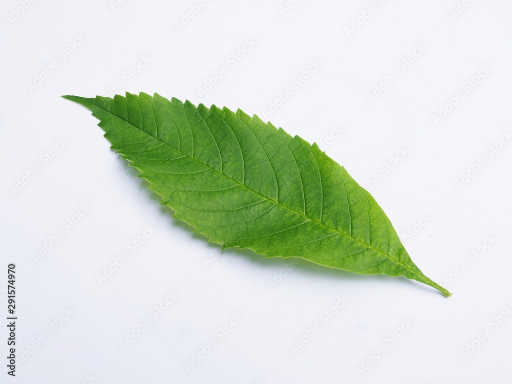 Fototapeta premium Fresh green leaves from trees in nature help environment to beautiful. Isolated on white background.