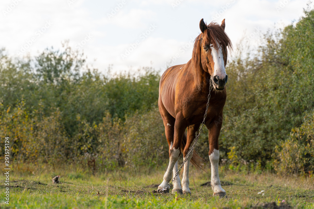 A tethered horse stands in a clearing