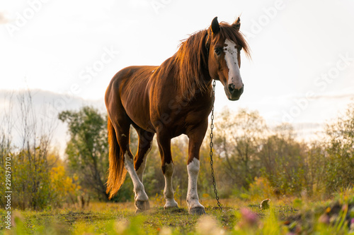 A horse stands in a clearing, chained to the ground © Дмитрий Ногаев